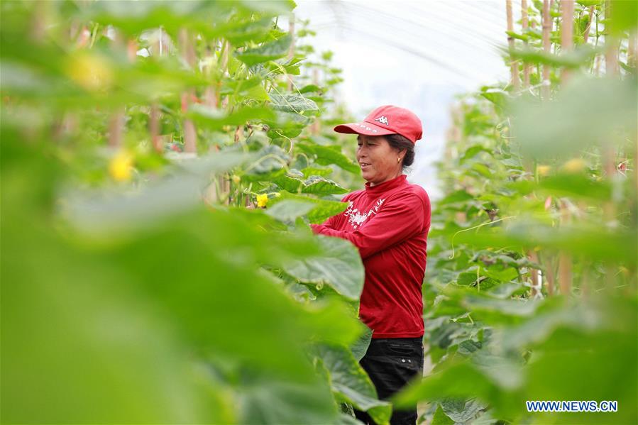 #CHINA-WINTER-FARM WORK (CN)