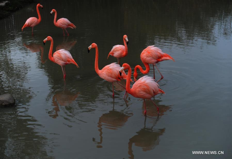 #CHINA-JIANGSU-FLAMINGOS (CN)