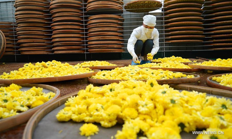 CHINA-JIANGXI-WUYUAN-CHRYSANTHEMUM-PRODUCTION (CN)