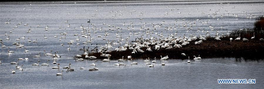 CHINA-HENAN-SANMENXIA-SWANS (CN)