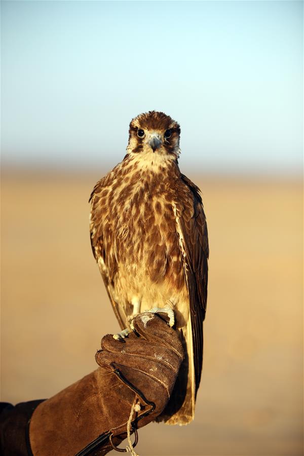 EGYPT-ALEXANDRIA-WORLD FALCONRY DAY-FALCONERS