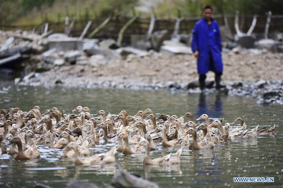 #CHINA-GUIZHOU-POVERTY ALLEVIATION-DUCK FARMING (CN)