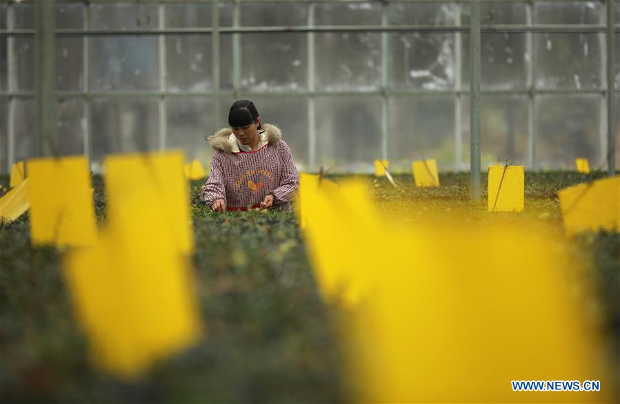 #CHINA-WINTER-AGRICULTURE (CN)