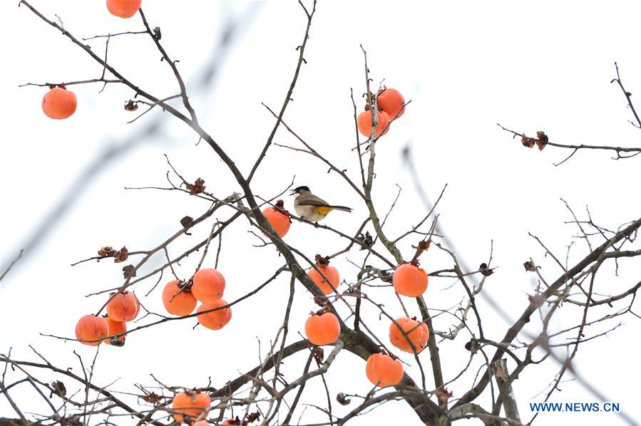 #CHINA-HUBEI-BAOKANG-SNOW-PERSIMMON (CN)