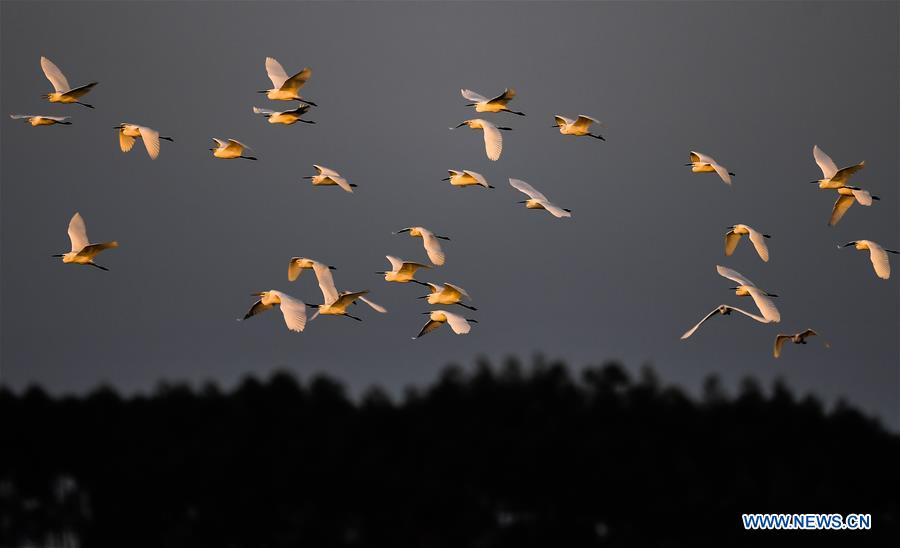 CHINA-GUANGXI-BEIBU GULF-EGRETS (CN)