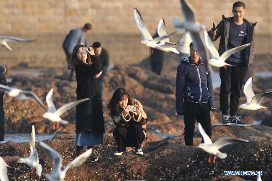 #CHINA-SHANDONG-QINGDAO-SEAGULLS (CN)