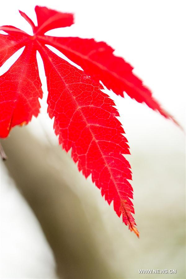 #CHINA-HUBEI-YICHANG-MAPLE LEAVES (CN)