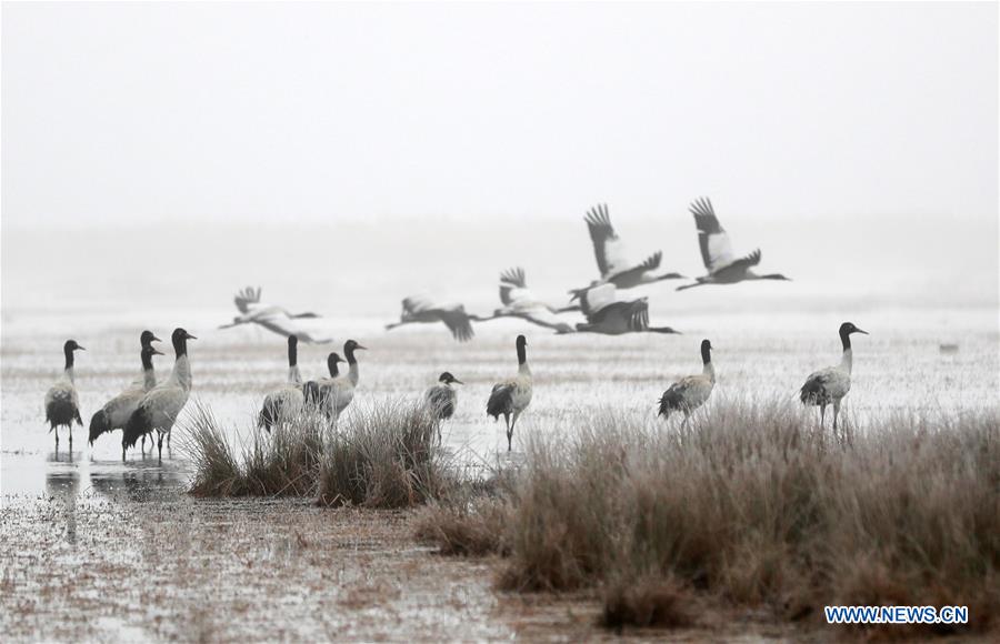 #CHINA-GUIZHOU-BLACK-NECKED CRANE (CN)