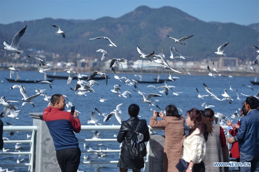 CHINA-KUNMING-SPRING FESTIVAL-BLACK-HEADED GULLS (CN)