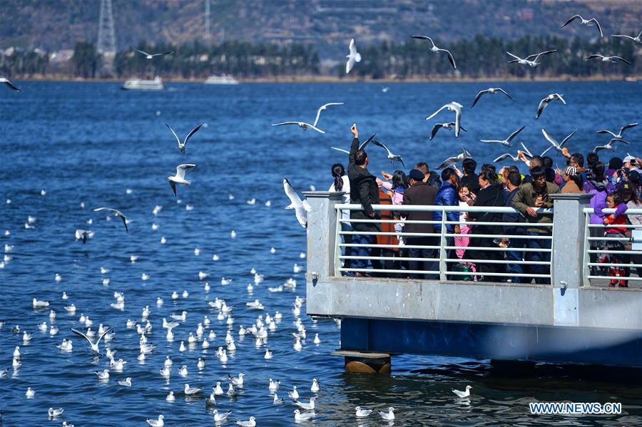 CHINA-KUNMING-SPRING FESTIVAL-BLACK-HEADED GULLS (CN)