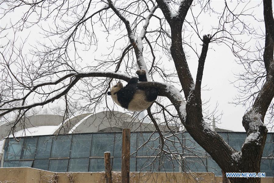 #CHINA-BEIJING-SNOW-GIANT PANDA (CN)