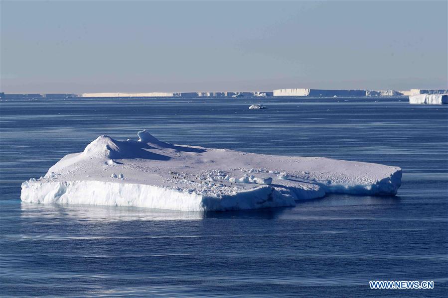 ANTARCTICA-CHINA-XUELONG-ANIMAL (CN)