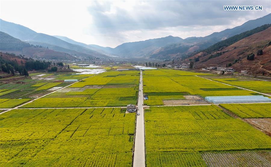 CHINA-SICHUAN-MIYI COUNTY-COLE FLOWERS (CN)