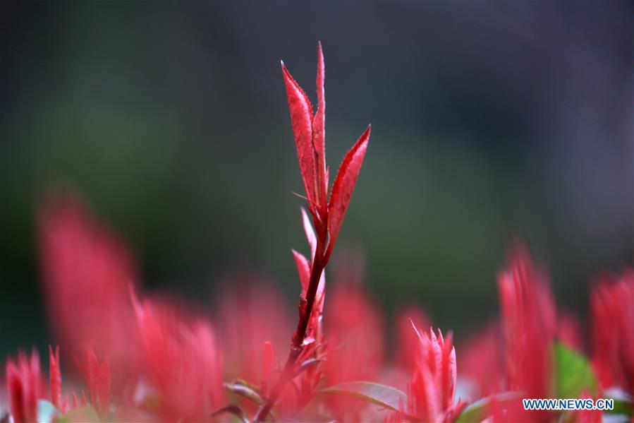 #CHINA-GUIZHOU-BIJIE-SPRING LEAVES (CN)