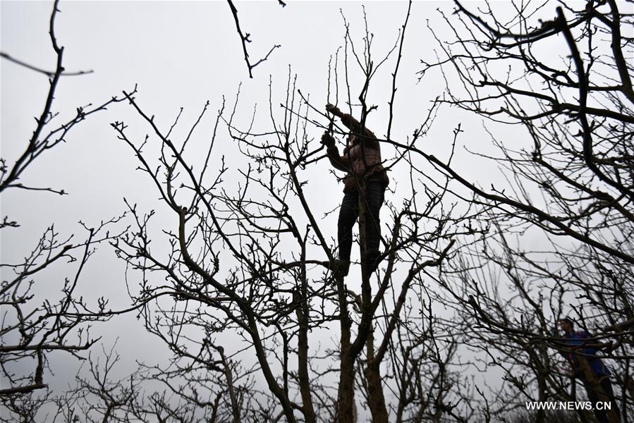 #CHINA-EARLY SPRING-FARM WORK (CN)