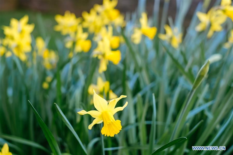 BELGIUM-BRUSSELS-NARCISSUS-BLOOM