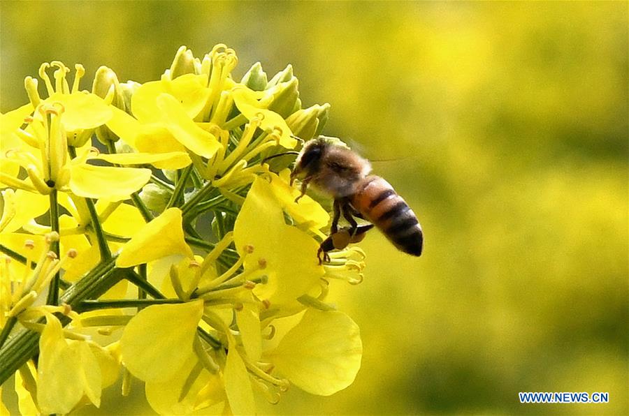 SYRIA-DAMASCUS-SPRING-NATURE