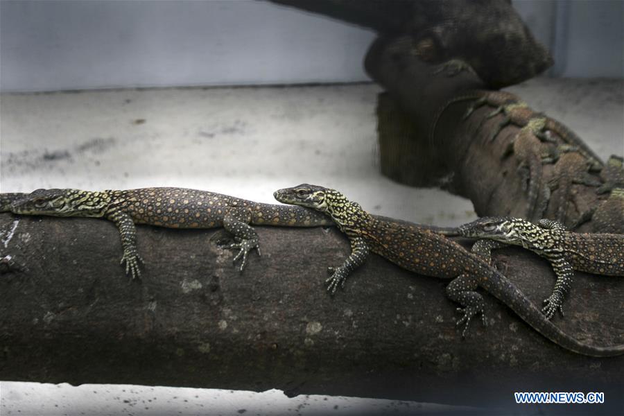 INDONESIA-SURABAYA-BABY KOMODO DRAGON