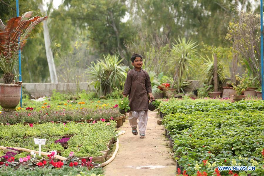 PAKISTAN-ISLAMABAD-SPRING-FLOWER NURSERY