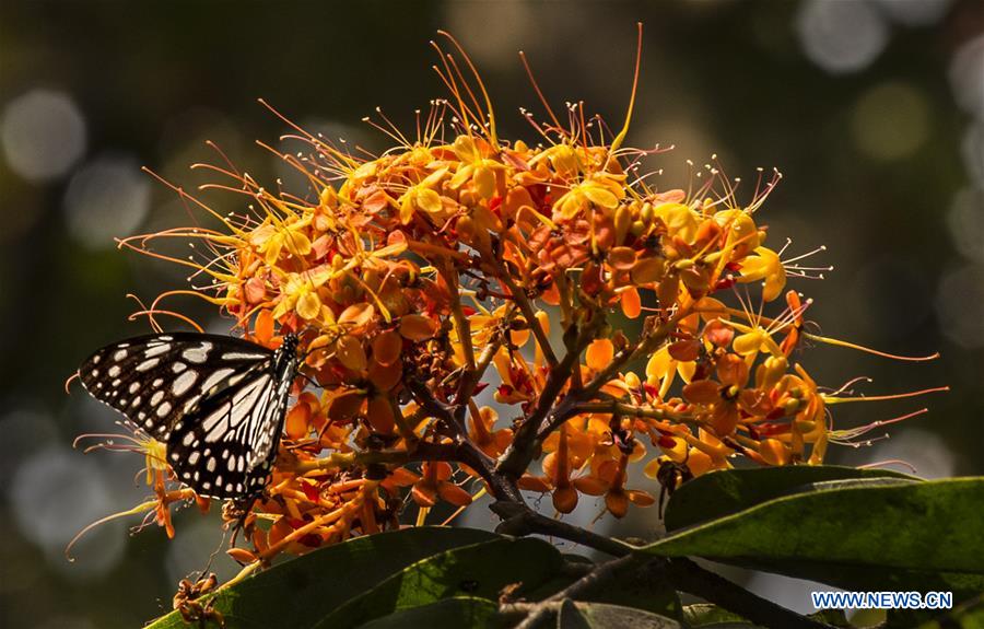 INDIA-KOLKATA-SPRING-FLOWERS