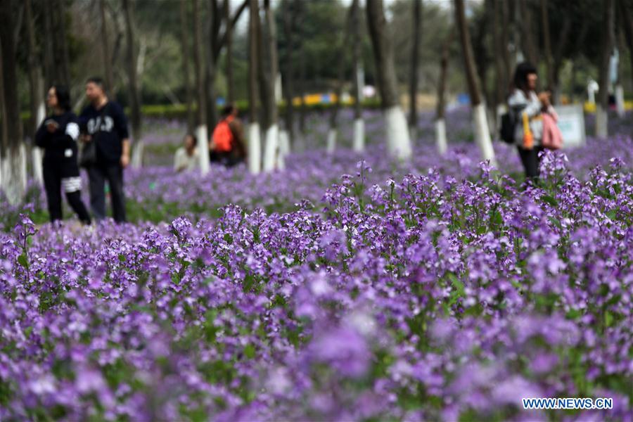 # CHINA-SPRING-SCENERY (CN)