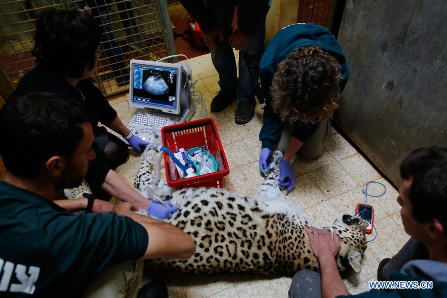 MIDEAST-JERUSALEM-PERSIAN LEOPARD