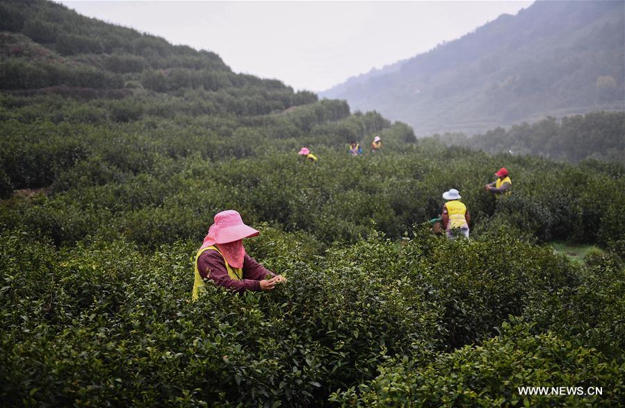 CHINA-JIANGSU-SUZHOU-TEA-HARVEST (CN)