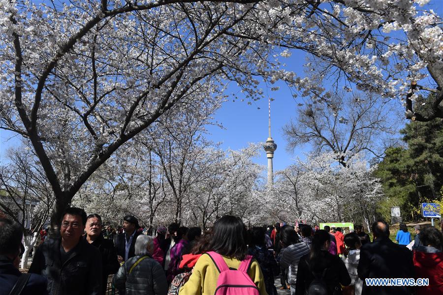 CHINA-BEIJING-SPRING-CHERRY BLOSSOMS (CN)