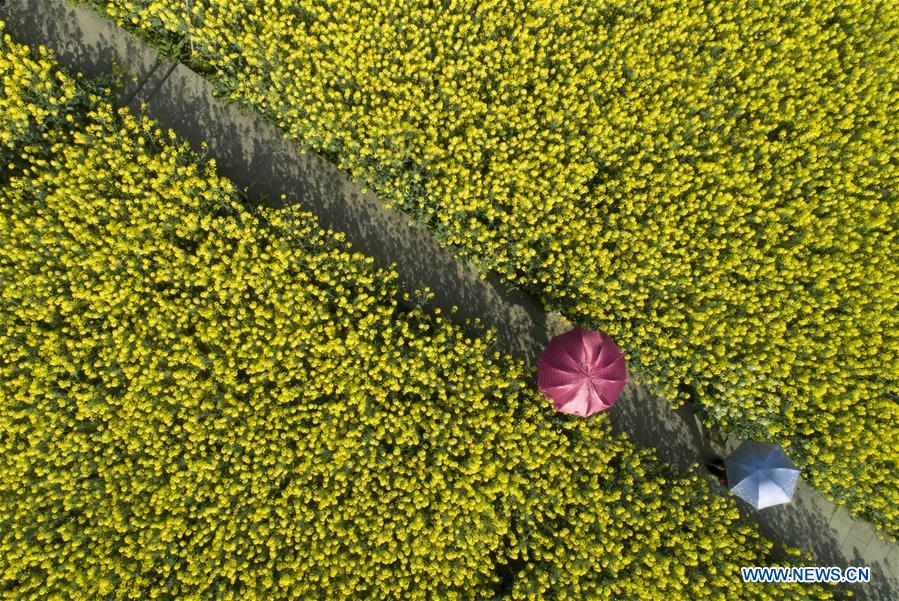 #CHINA-SPRING-FLOWERS(CN)