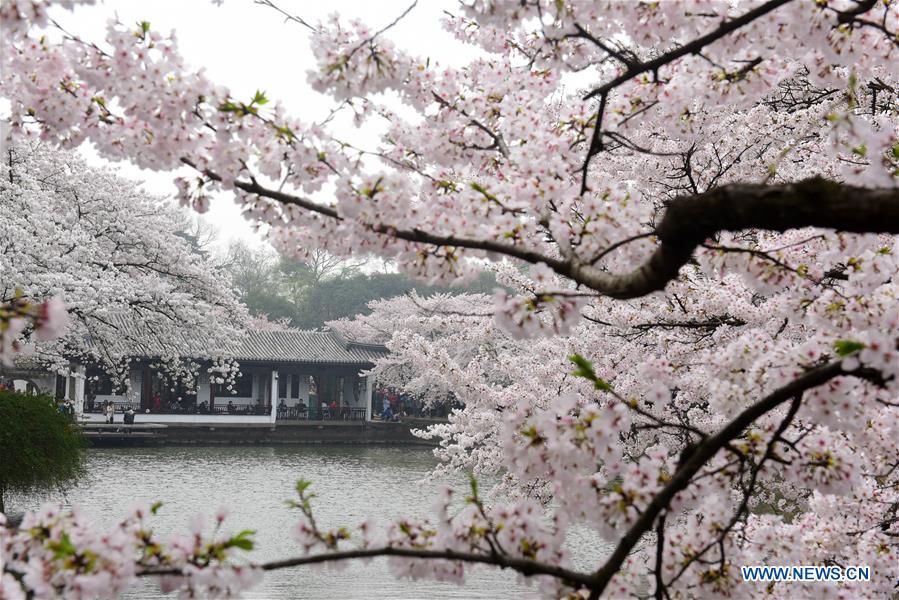 #CHINA-JIANGSU-WUXI-CHERRY BLOSSOMS (CN)