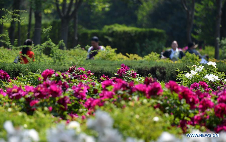 CHINA-HENAN-LUOYANG-PEONY-FESTIVAL-LAUNCH (CN)