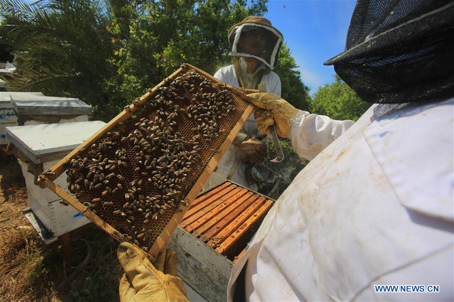 MIDEAST-GAZA-RAFAH-BEEKEEPERS