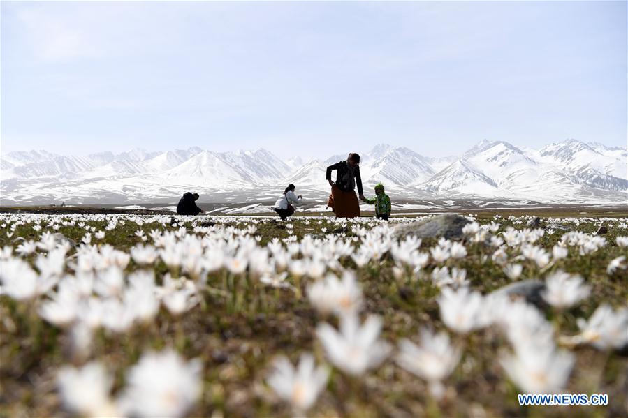 CHINA-XINJIANG-XINYUAN-LILY FLOWERS (CN)