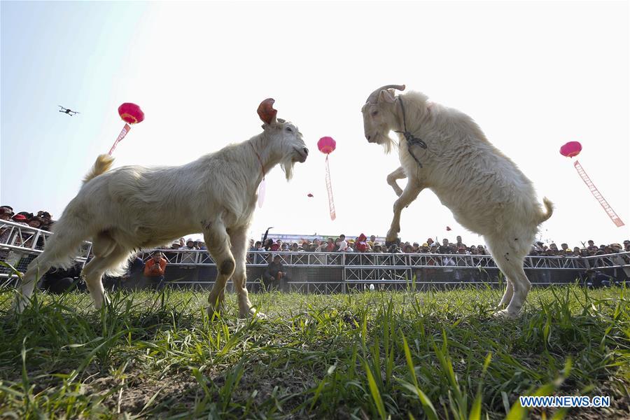 #CHINA-JIANGSU-NANTONG-GOAT FIGHT (CN)