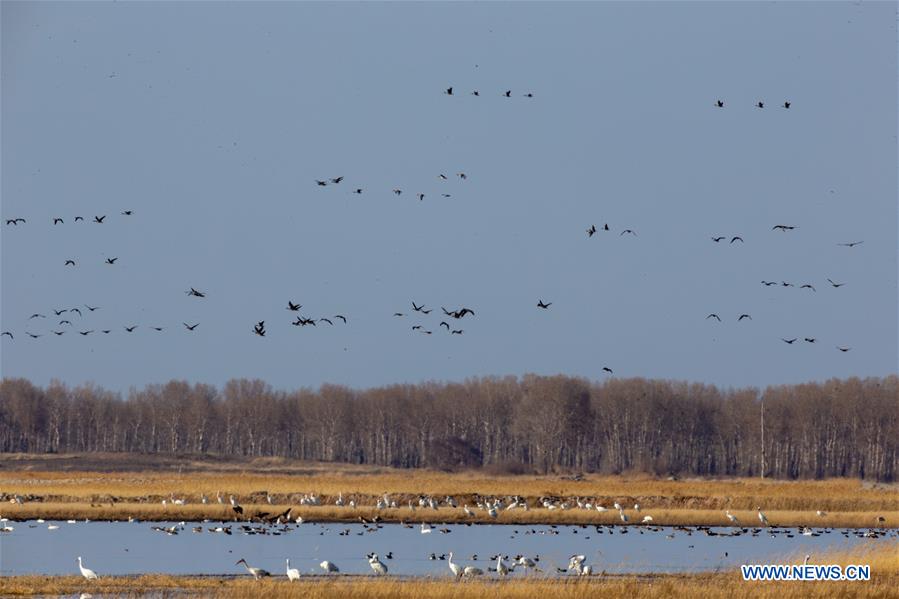 CHINA-JILIN-NATURE RESERVE-MIGRANT BIRDS (CN)