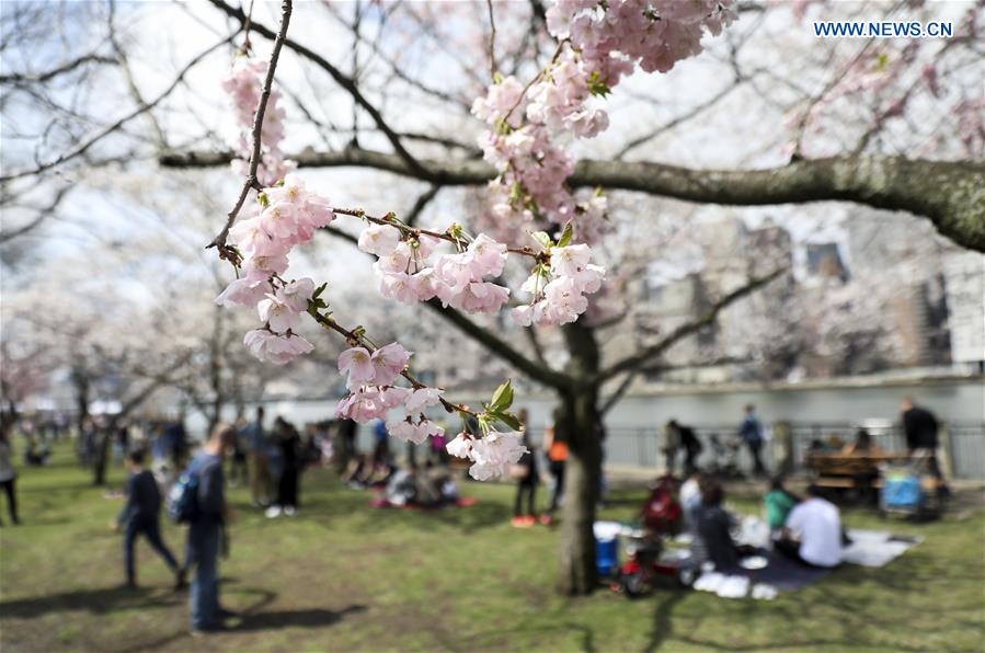 U.S.-NEW YORK-CHERRY BLOSSOM FESTIVAL