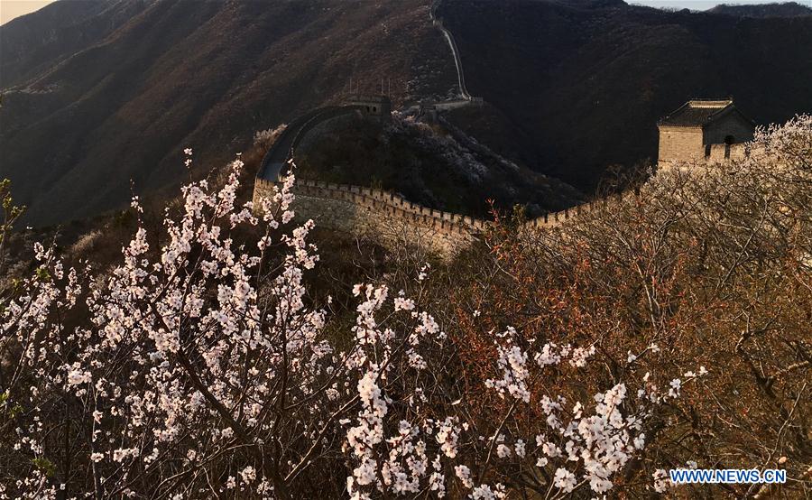 (Beijingcandid)CHINA-BEIJING-GREAT WALL-SPRING SCENERY (CN)