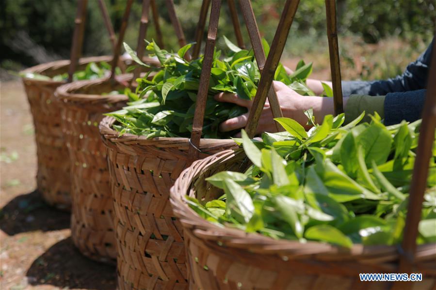 #CHINA-FUJIAN-GUYU-TEA MAKING (CN)