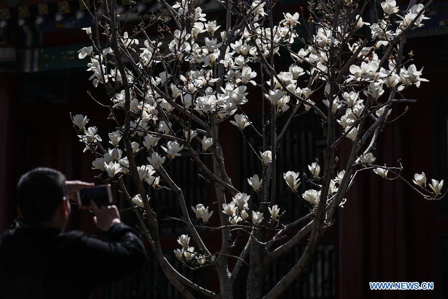 CHINA-LIAONING-SHENYANG-MAGNOLIA FLOWERS (CN)