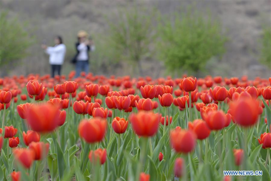 CHINA-HEIBEI-TULIP (CN)