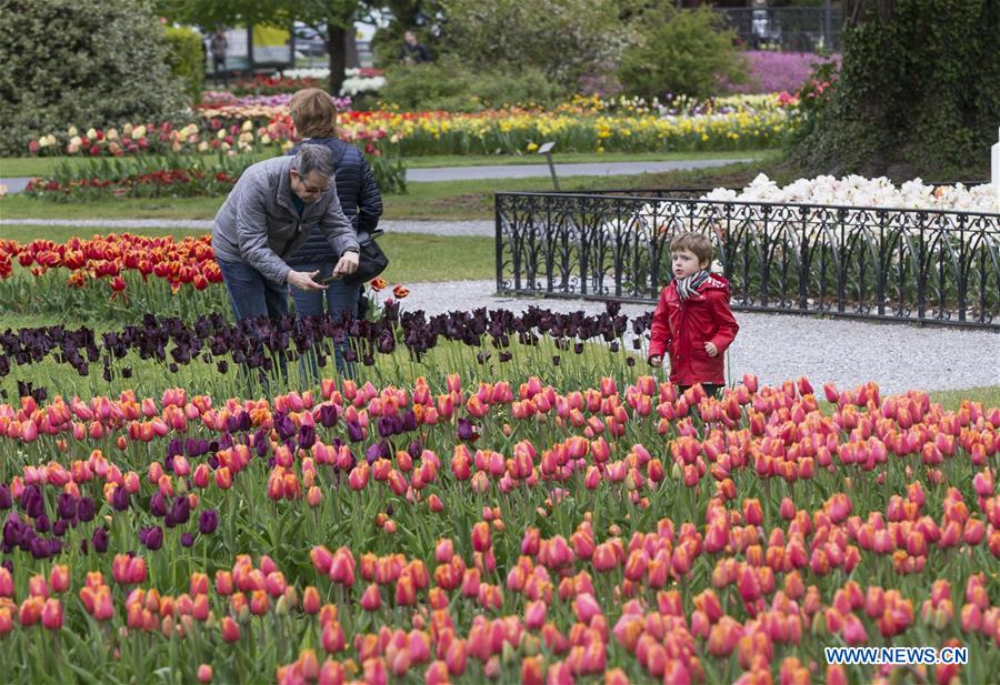 SWITZERLAND-MORGES-TULIP FESTIVAL