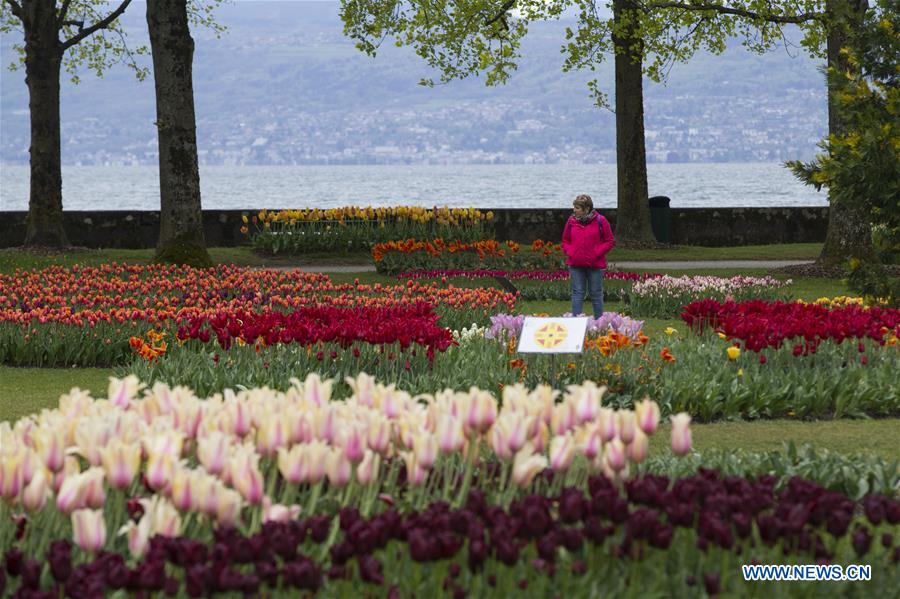 SWITZERLAND-MORGES-TULIP FESTIVAL