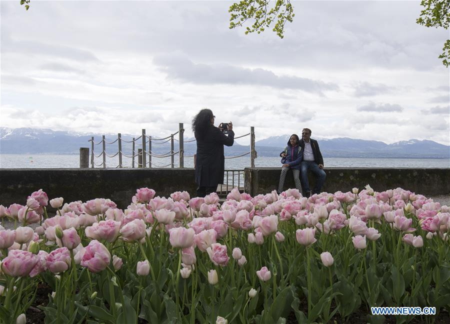 SWITZERLAND-MORGES-TULIP FESTIVAL