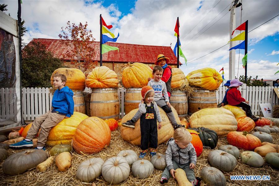 AUSTRALIA-COLLECTOR-PUMPKIN FESTIVAL