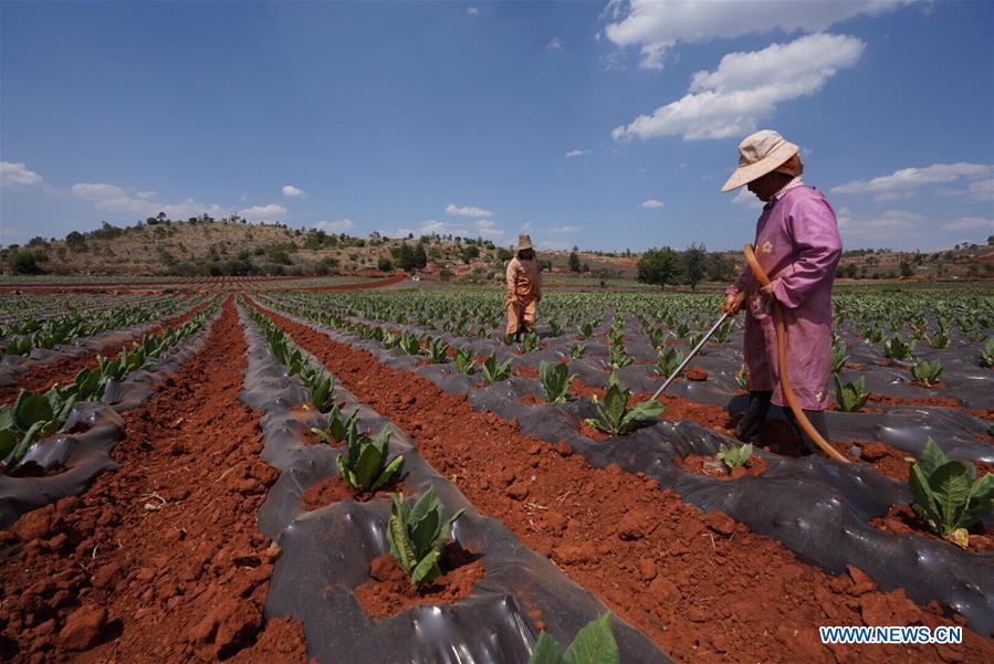 CHINA-YUNNAN-MILE-DROUGHT (CN)