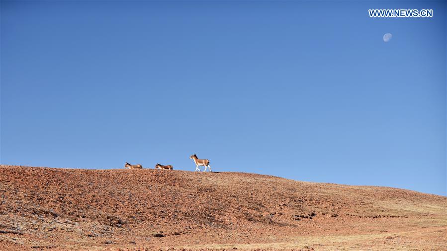 XINHUA PHOTOS OF THE DAY