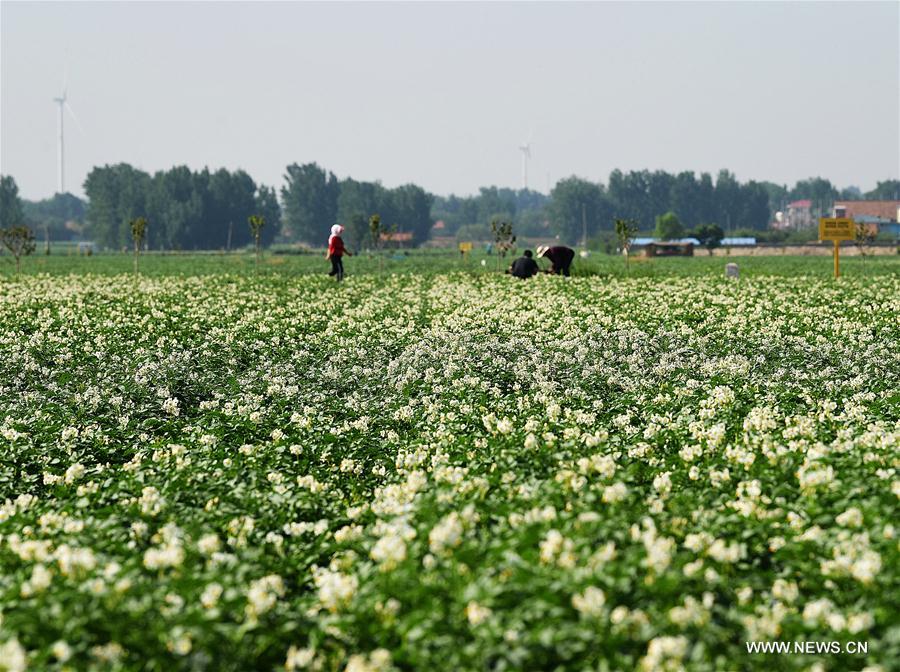 CHINA-SHANDONG-JIAOZHOU-POTATO FLOWERS (CN)