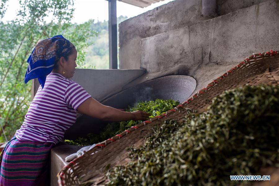 CHINA-YUNNAN-BULANG MOUNTAIN-TEA INDUSTRY (CN)