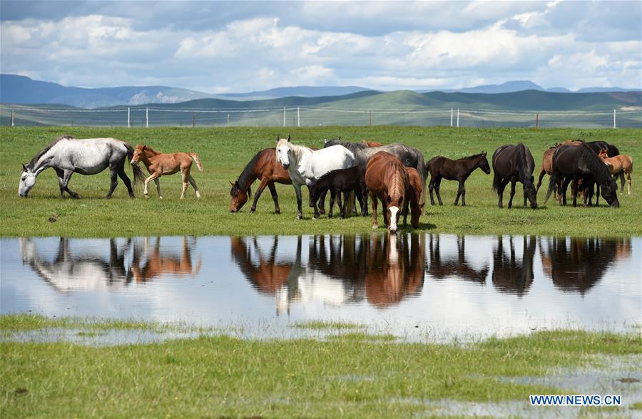 CHINA-GANSU-MAQU-HEQU HORSES (CN)