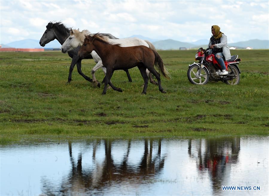 CHINA-GANSU-MAQU-HEQU HORSES (CN)